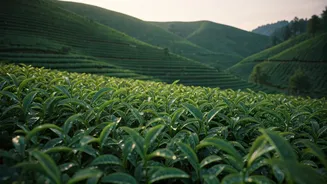 India's Timeless Tea Trails: Exploring 5 Historic Plantations