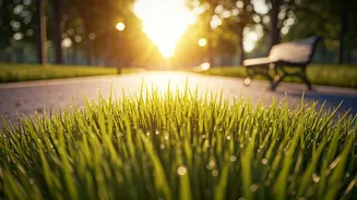 City Parks Crowded For Morning Barefoot Grass Walking Rituals