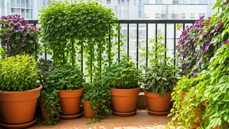 Grow Beautiful Vines On Your Balcony Cheaply