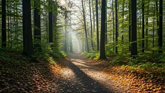 Walking Meditation: Transform Walks Into Mindfulness