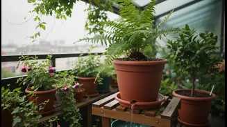 Balcony Greens Need Rain-Smart Pot Placement