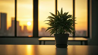 Why Office Employees Seek Slow Mindful Sunset Decompression Events