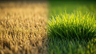 Why Isn't Your Grass Growing? 4 Surprising Reasons and How to Fix Them