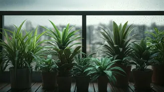 The Best Monsoon Plants For Urban Homes