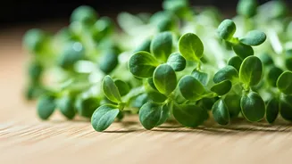 Unlock Your Energy: The Power of African Alfalfa Sprouts for Vitality