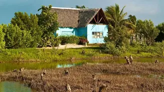 How Community Volunteers Plant Mangrove Bio-Shields To Combat Severe Eastern Coast Land Erosion