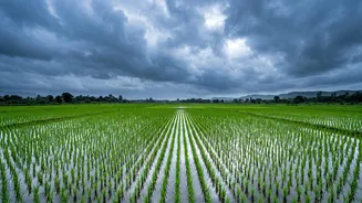 Indian Agriculture In September: The Weather Signals Farmers And Markets Are Watching