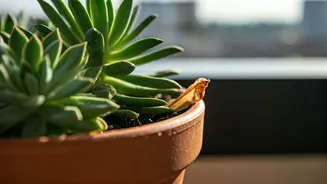 Standing Water Can Ruin Your Balcony Garden Glow