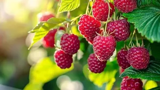 How to grow raspberries indoors