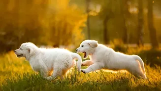 Why Clear Rules In Urban Dog Parks Are Essential For Avoiding Resident Noise Complaints