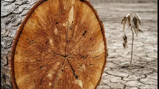 The Role Of Hydraulic Traits, Xylem Function And Drought Experiments In Drought Risk Across Tall And Small Tropical Trees