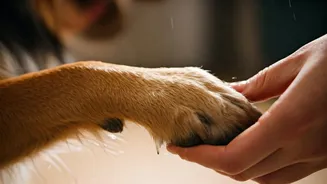 Paw Hygiene Is A Monsoon Pet-Parent Essential