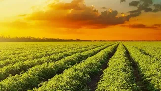 Scientists Solve EV Battery Fire Risk Using Agricultural Waste Derived Plant Electrolytes