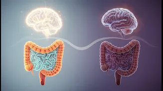 When Comparing Common Dietary Sugars, Glucose And Fructose Gut-Brain Research Becomes A Timely Story