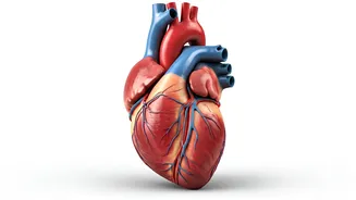 Heart Health: What You Need to Know