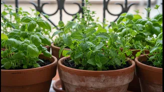 How to use clay pots to reduce root rot risks for balcony greens
