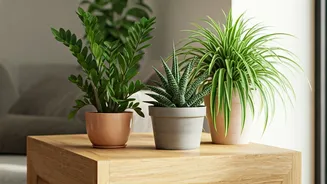 Low-Maintenance Plants Are The Lazy Decor Win