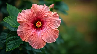 Hibiscus Is The Monsoon Flower That Performs
