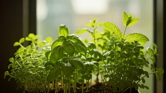 Tiny Herb Gardens Make A Massive Lifestyle Comeback