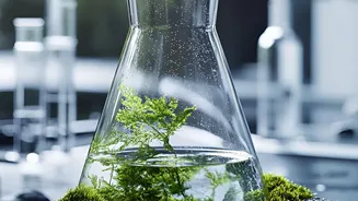 Plant Compounds Give Moringa Seeds Research Interest, Not Clinical Proof