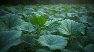 These Rain-Loving Vegetables Grow Like Magic