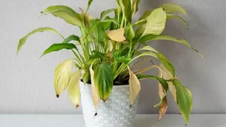 How to fix sunburnt indoor plants