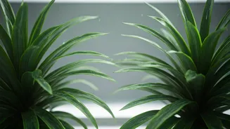 Beat the Heat: 6 Indian Houseplants for a Cooler Home This Summer