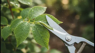 Prune Dense Growth Carefully To Improve Air Movement Around Leaves