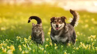 Urban Pet Etiquette: Managing Dog Park Play Sessions To Keep Apartment Quiet