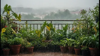 Don't Let Heavy Rain Ruin Your Balcony Garden This Monsoon