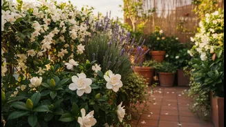 Fragrance Travels With Wind, So Observe The Balcony Before Placing Plants