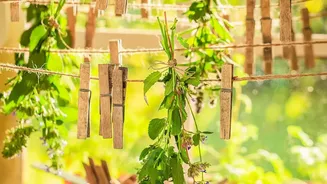 Simple Tips For Growing Fresh Herbs On Your Balcony During Rains