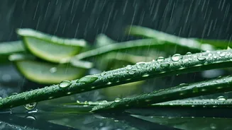 The Clean K-Beauty Trend: Botanical Skincare Hacks For Rain
