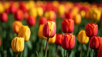 Srinagar's Tulip Garden Blooms with Hope for Young Cancer Warriors