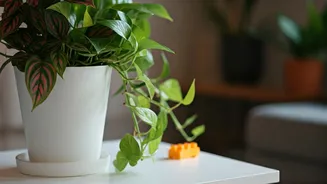 Toxic Plants Are The Hidden Urban Home Risk