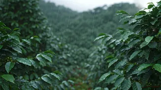 Coffee Country Makes Monsoon Honeymoons Feel Special