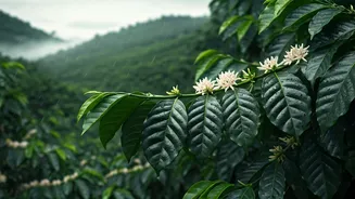 Coorg's Post-Rain Smell Is The Whole Vibe