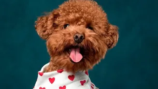 Check the Coat and Skin before Deciding the Next Groom