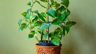 Low-Maintenance Plants Could Be The Next Big Choice For Urban Indian Homes