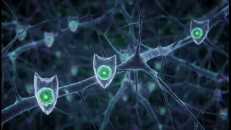 How microscopic gatekeepers safeguard cellular integrity within healthy human brain networks