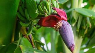For extra flavor, add banana blossoms to your recipes