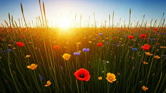 Expect Max Sunshine Duration In Geometric Solstice Shifts Ahead