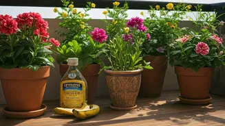 Boost Flowering Balcony Foliage Plants With Homemade Banana Fertilizer