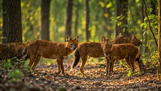 5 Indian National Parks: Spotting Endangered Dholes