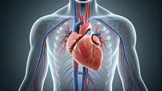 Spotting a Healthy Heart: At-Home Indicators