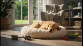 Owners Should Plan Solo Time Without Leaving Pets Distressed In Rooms