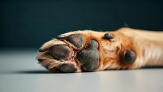 How To Spot Fungal Paw Pododermatitis In Modern City Dogs
