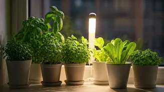 Low-Sunlight Apartments Can Finally Grow Something Useful