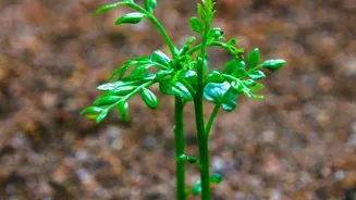 How Plant Cuttings Can Create New Plants: A Closer Look