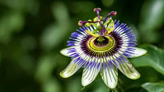 Passiflora: A Flor da Calma e Beleza para Seu Jardim e Bem-Estar